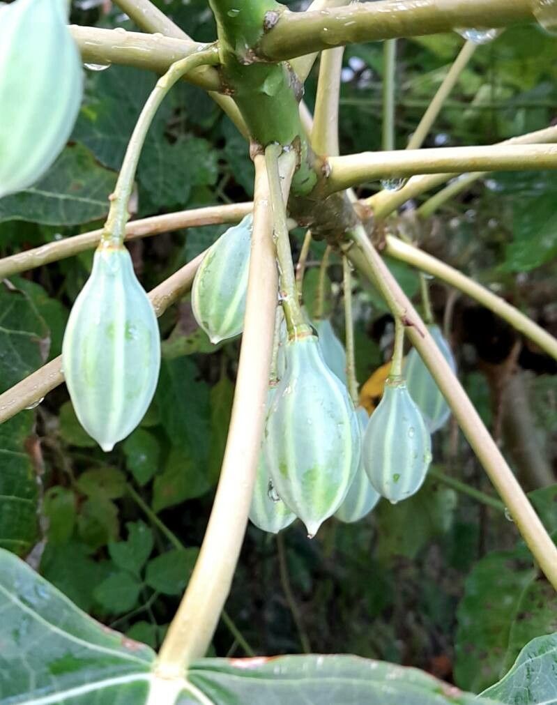 Vasconcellea quercifolia fruit