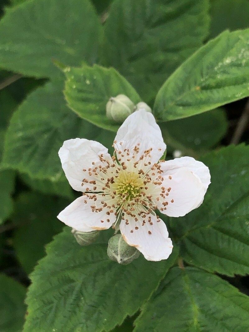 Rubus ferocior flower