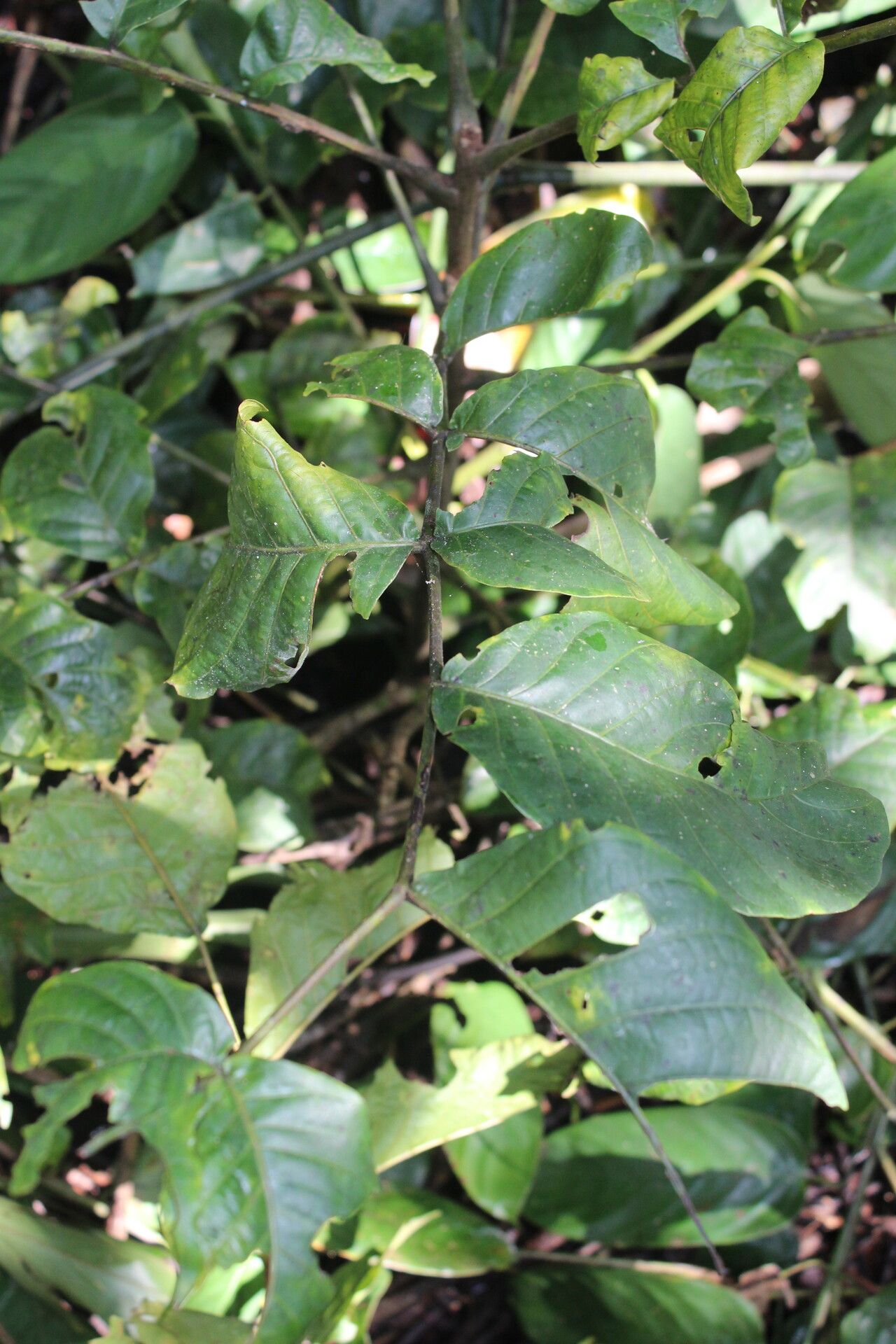 Lannea welwitschii leaf