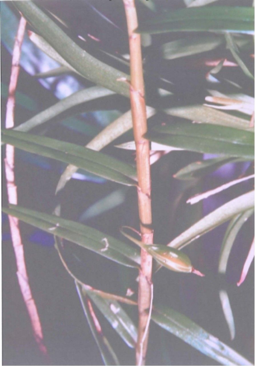 Dendrobium cleistogamum bark