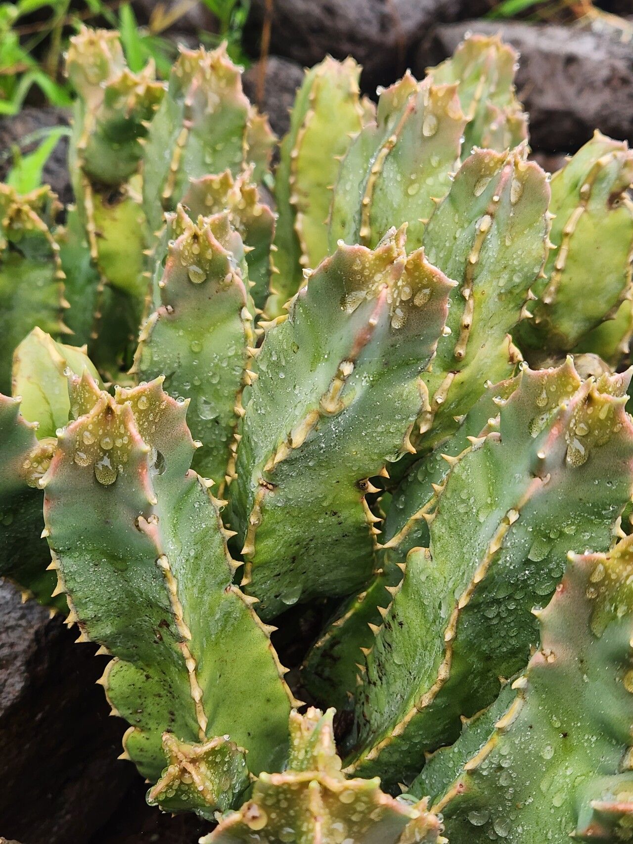 Desmidorchis speciosa — houseplant care guide