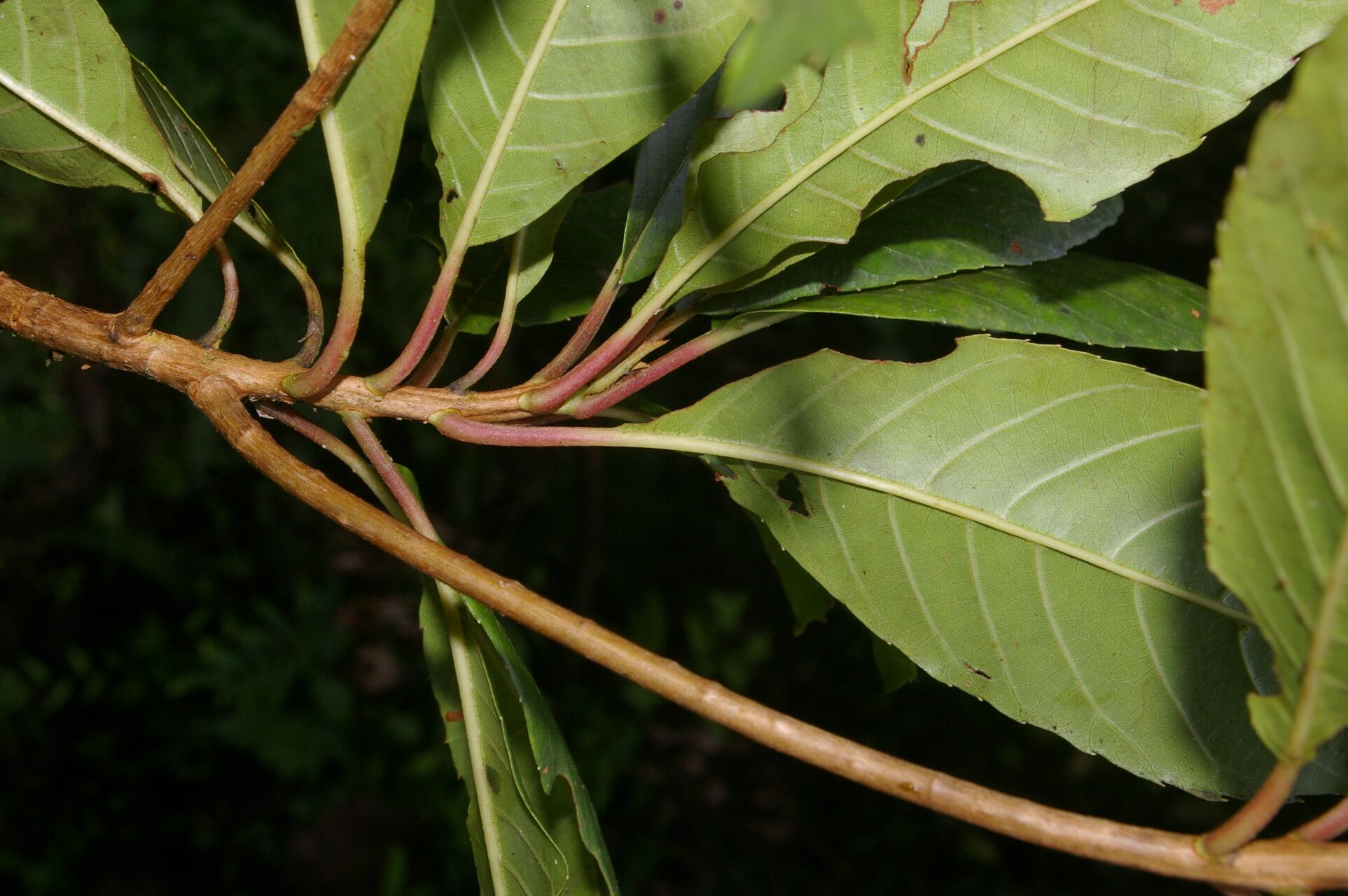 Clethra pyrogena fruit