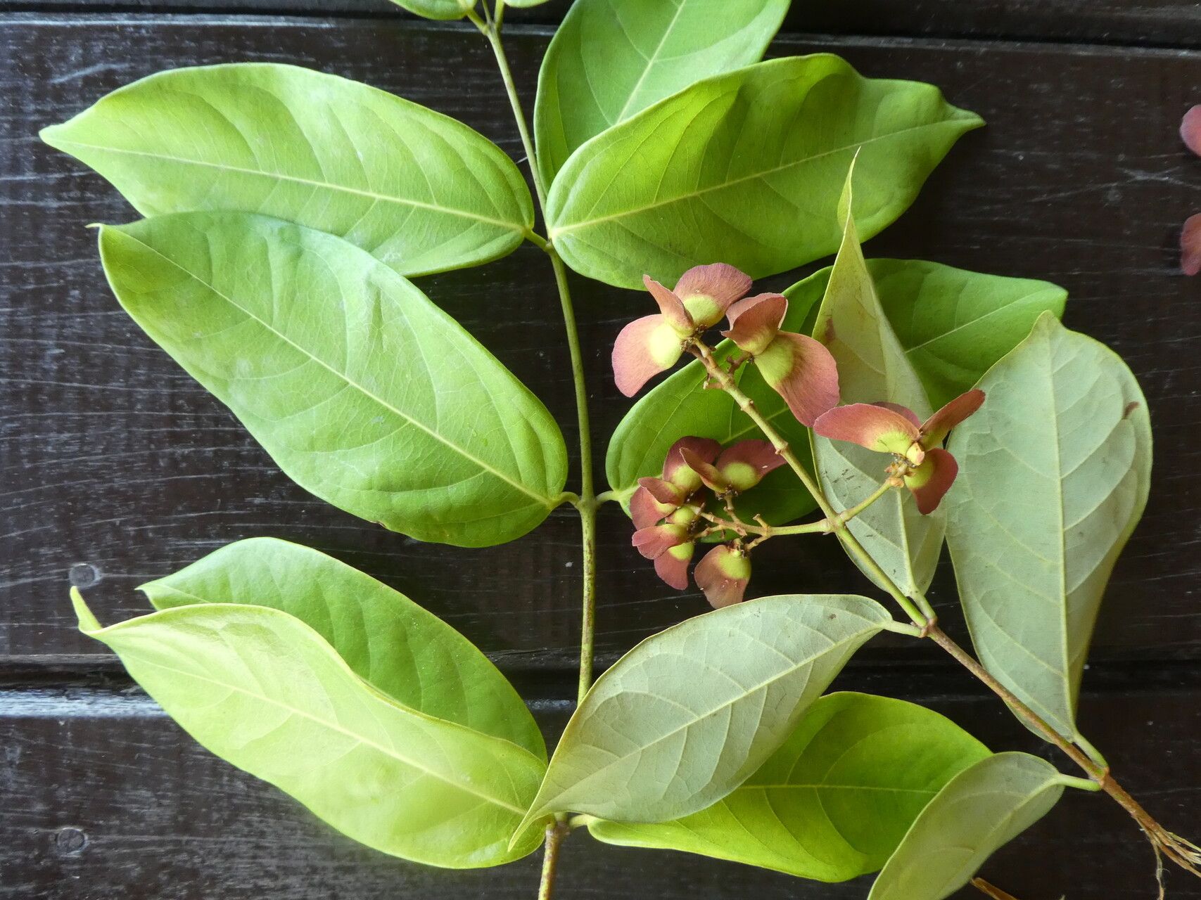 Heteropterys leona flower