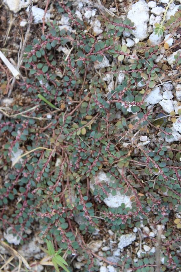 Chamaesyce prostrata — search result for 'Euphorbiaceae'