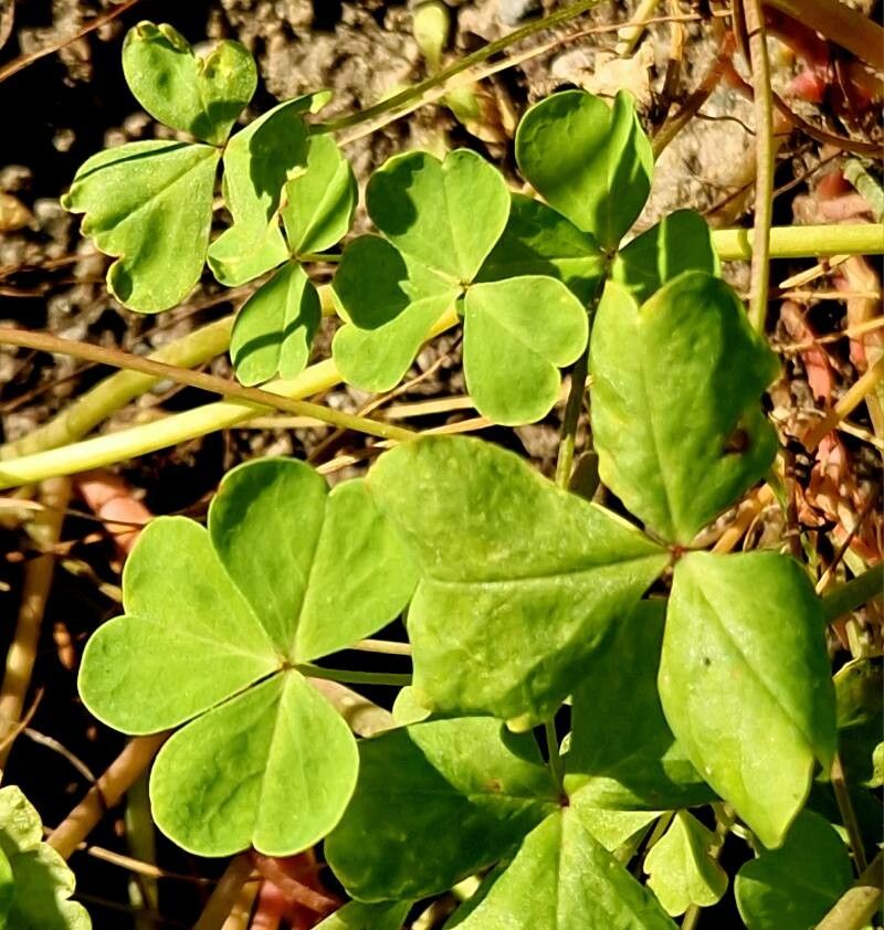 Oxalis valdiviensis leaf