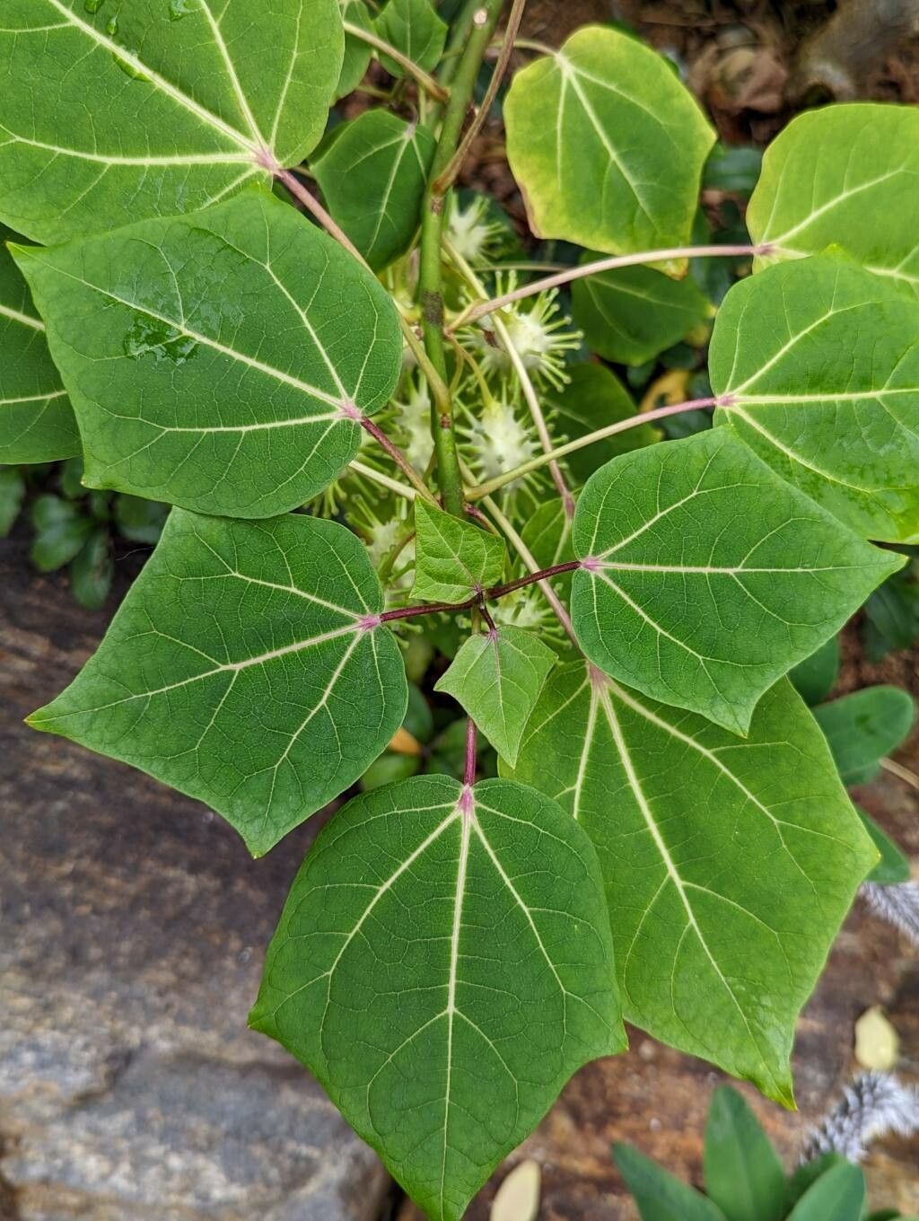 Uncarina perrieri leaf