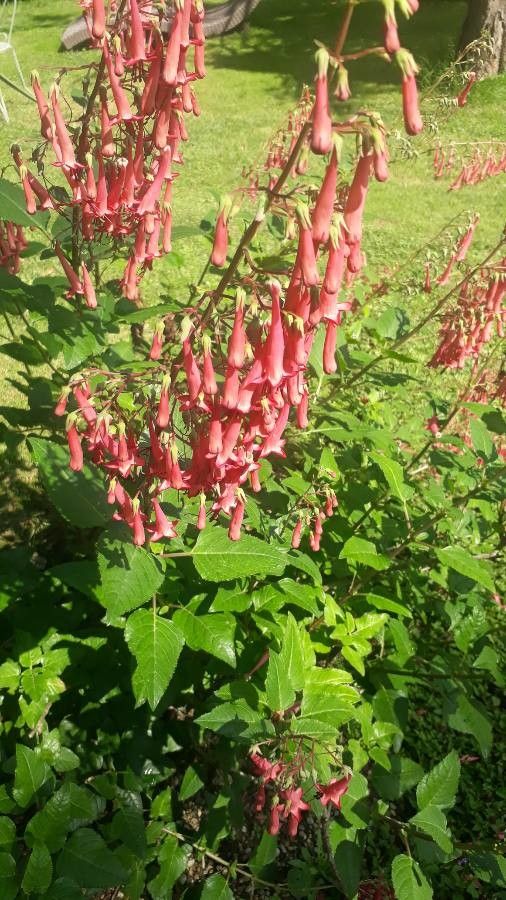 Phygelius capensis fruit