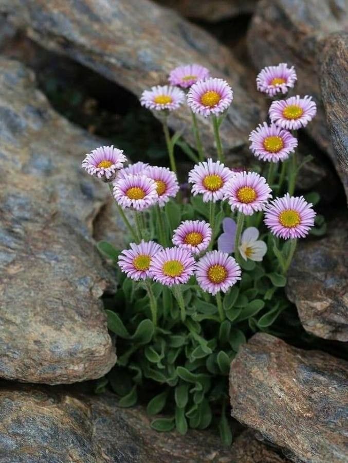 Erigeron frigidus flower