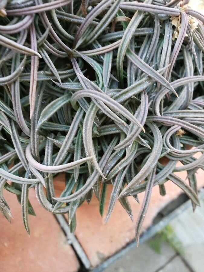 Euphorbia cylindrifolia — houseplant care guide