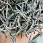 Euphorbia cylindrifolia