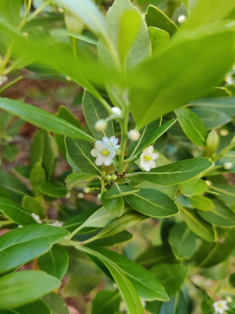 Ilex glabra flower