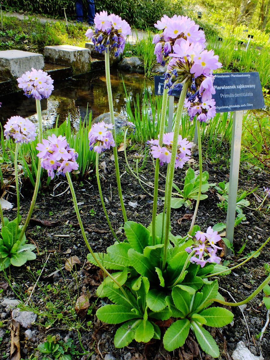 Primula denticulata habit