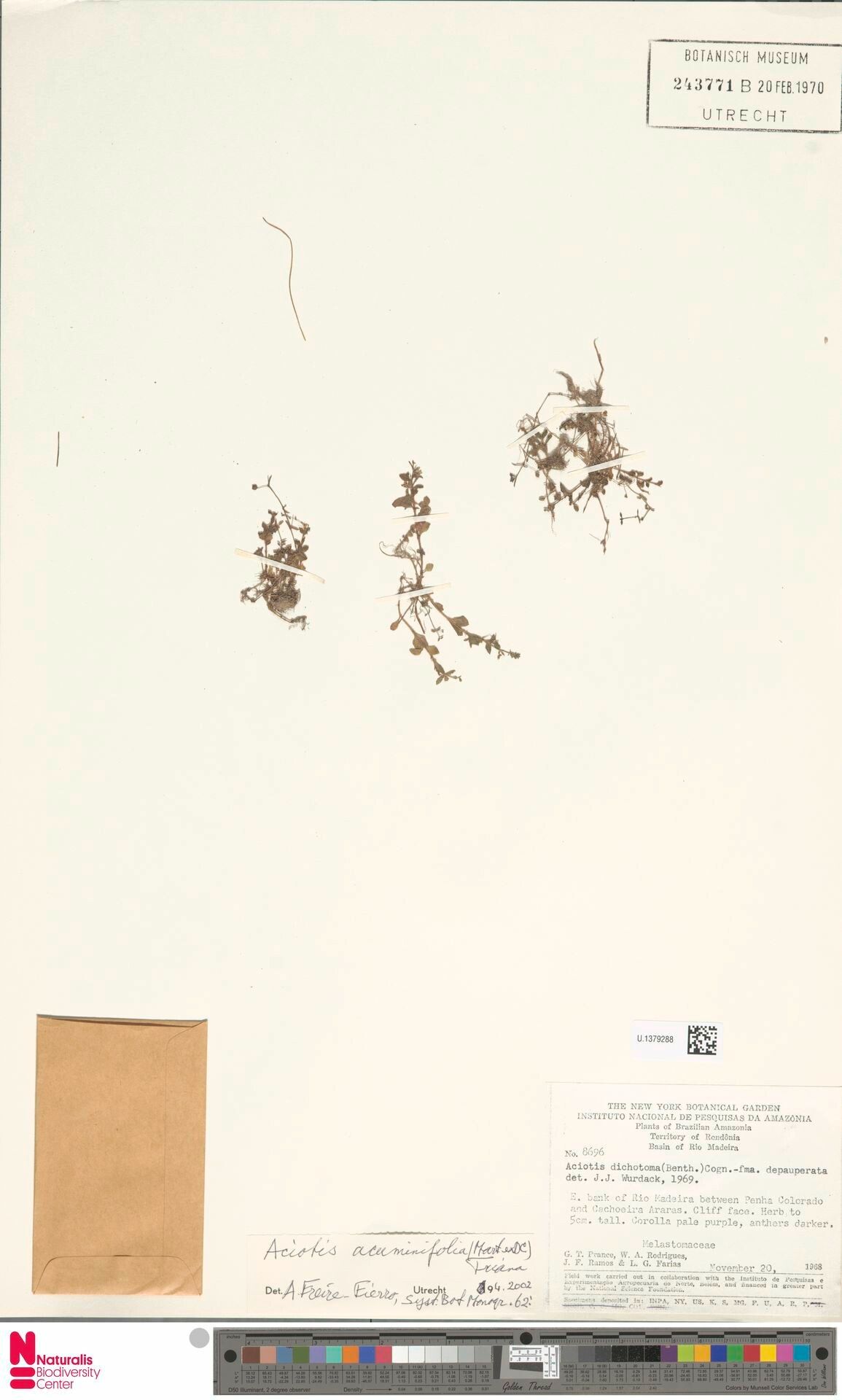 Aciotis acuminifolia — related species from the same genus