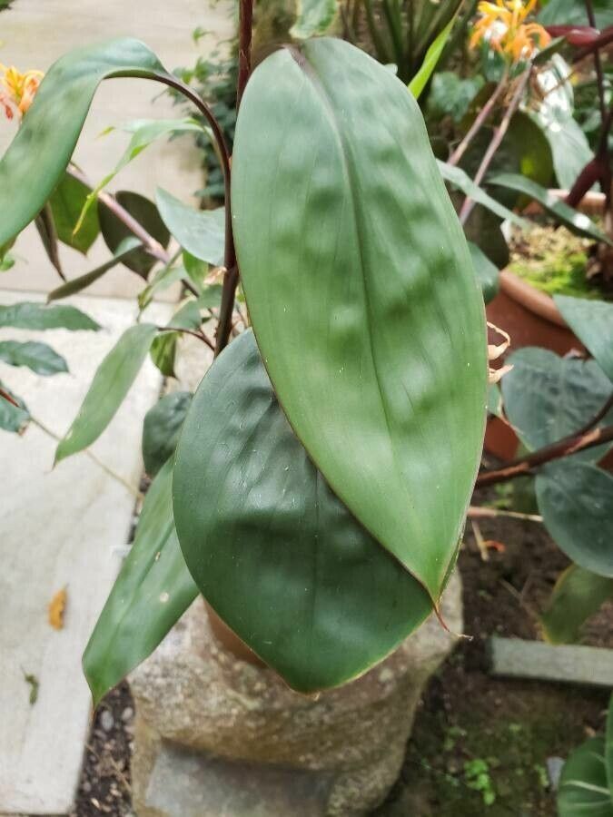 Burbidgea schizocheila — houseplant care guide