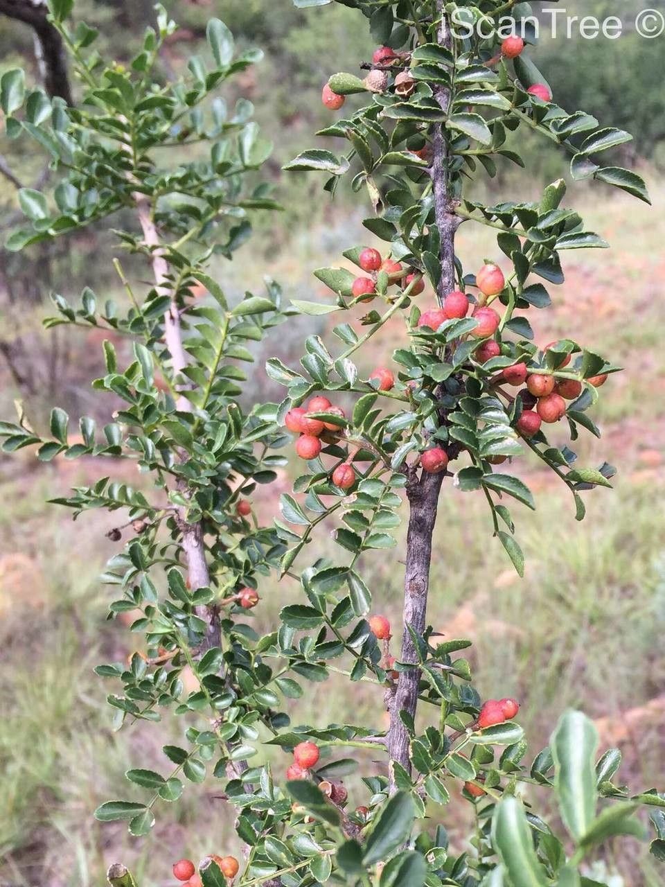 Zanthoxylum capense fruit