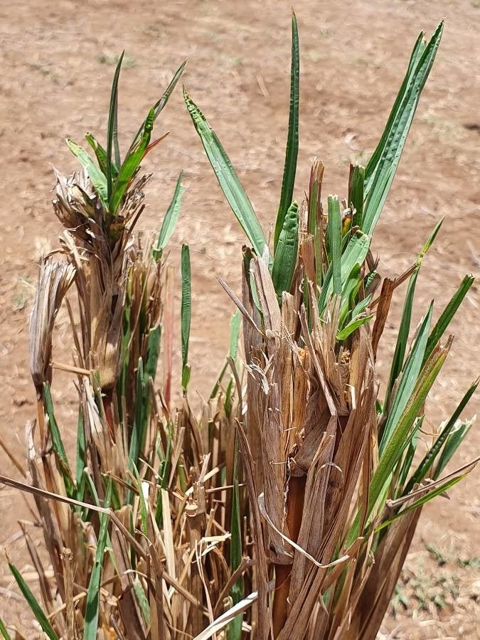 Setaria sphacelata — search result for 'Setaria'