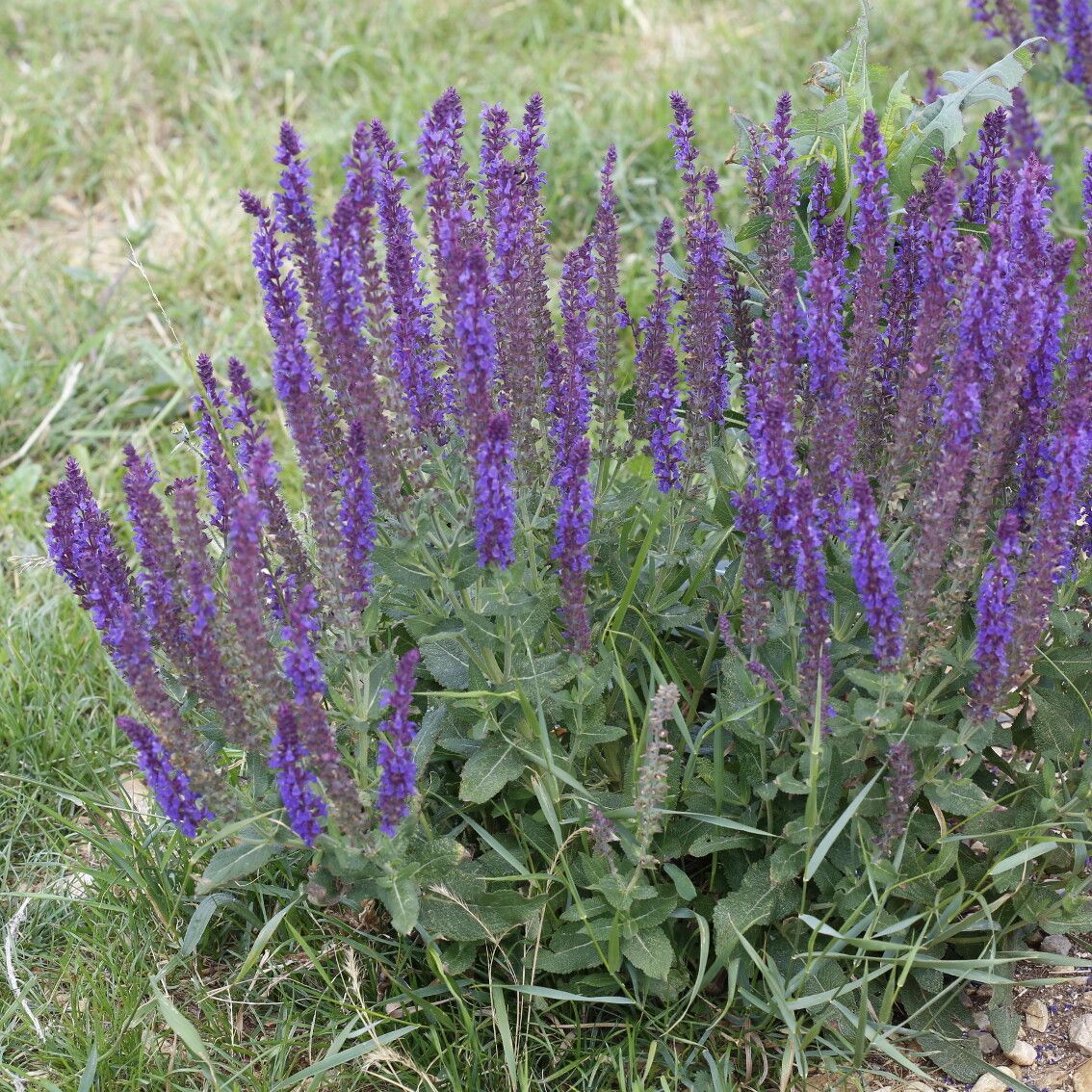Salvia deserta habit