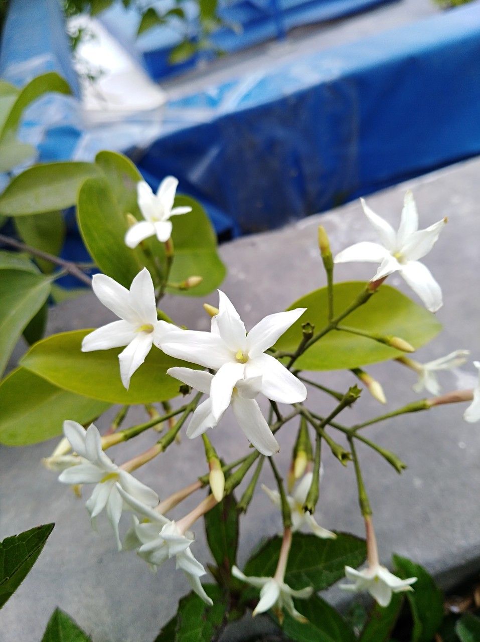 Jasminum neocaledonicum — search result for 'Jasminum'