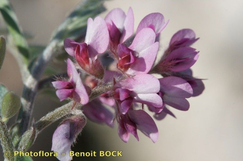 Vicia vicioides — houseplant care guide