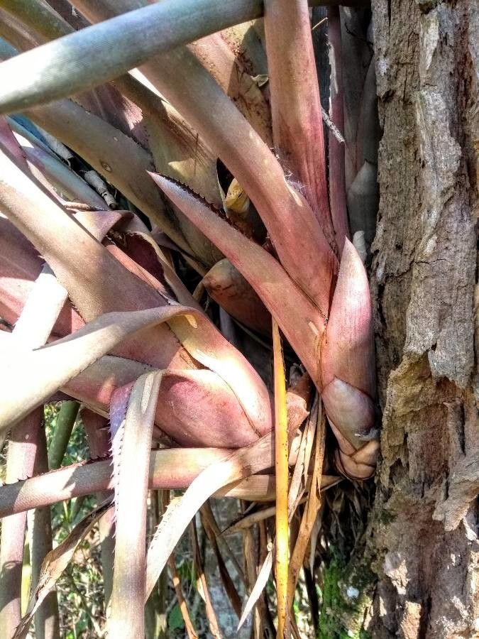 Aechmea emmerichiae — search result for 'Aechmea'