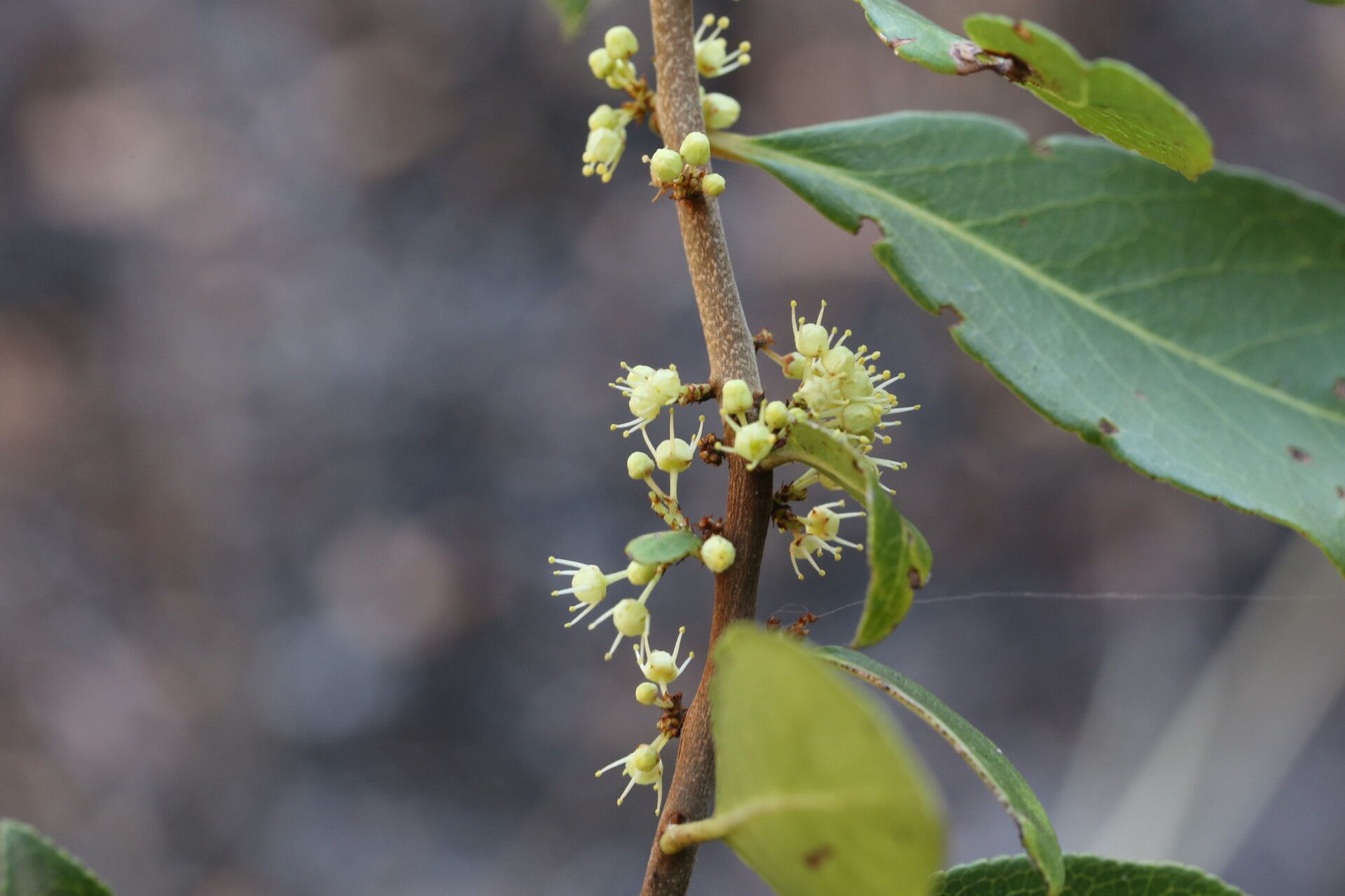 Gymnosporia buchananii flower