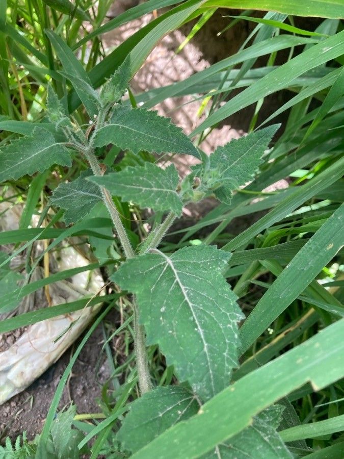 Mentzelia aspera — houseplant care guide