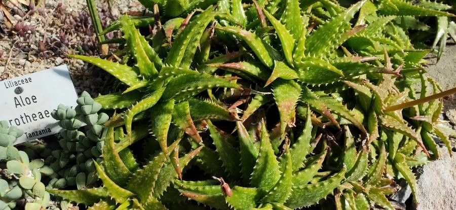 Aloe dorotheae habit