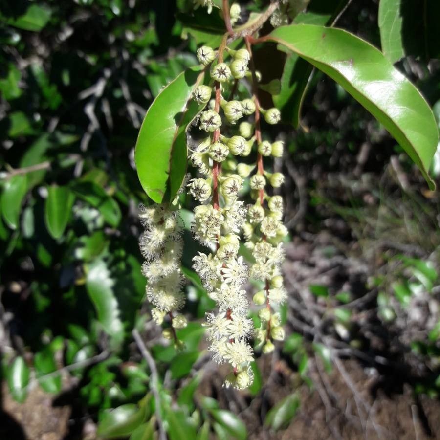 Homalium deplanchei — houseplant care guide