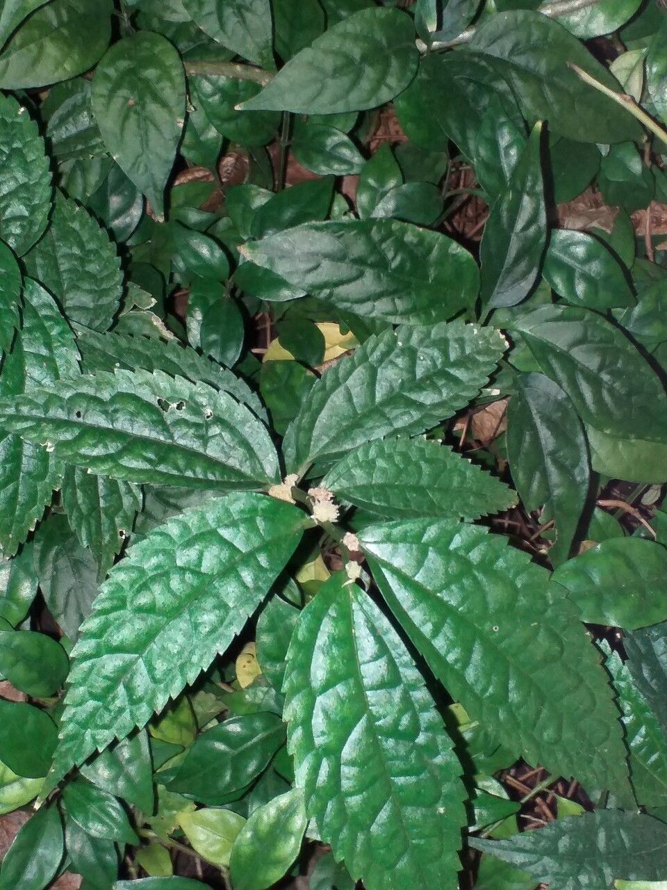 Pilea grandifolia — search result for 'Pilea'