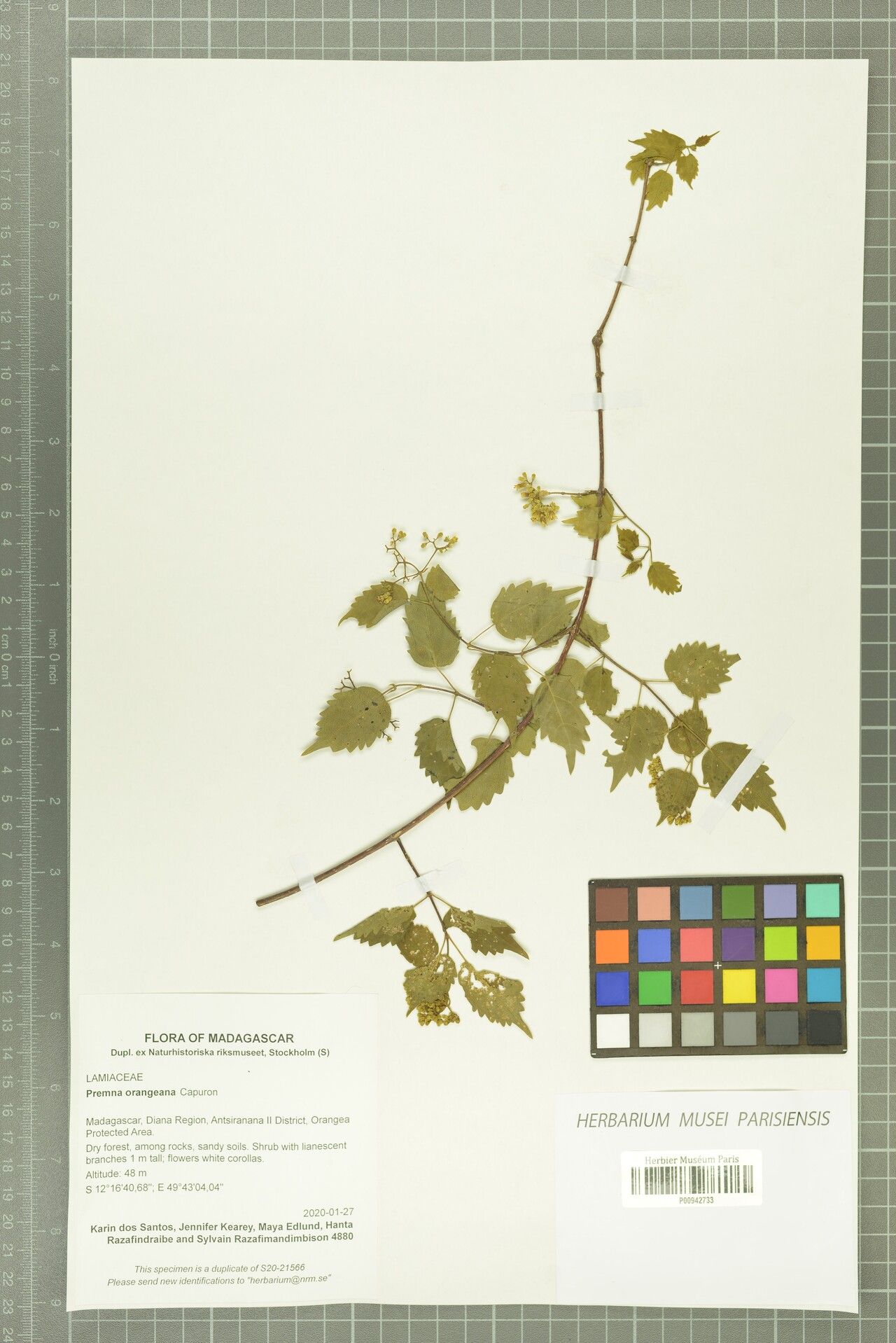 Premna orangeana — houseplant care guide