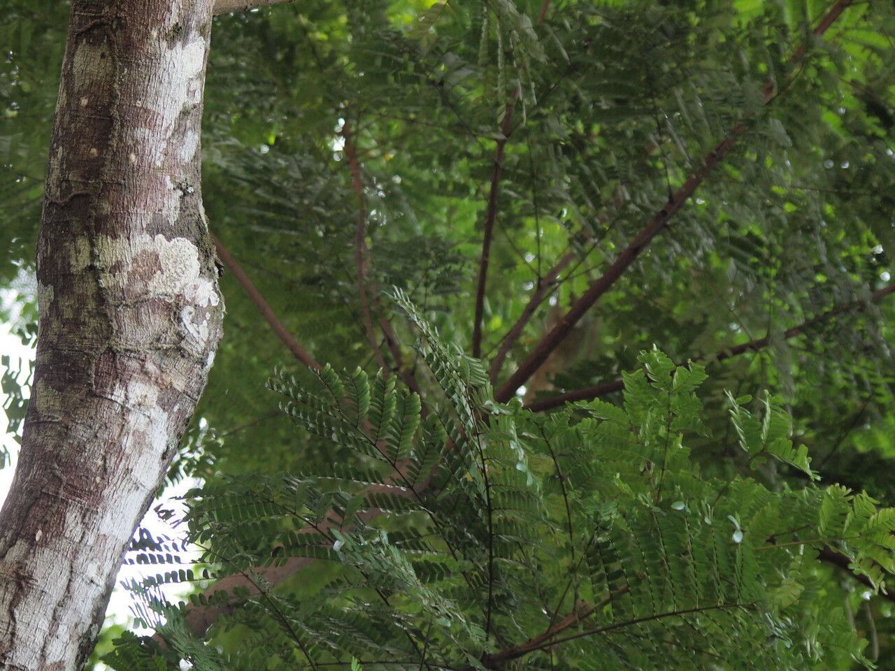 Pentaclethra macrophylla — search result for 'Congo'