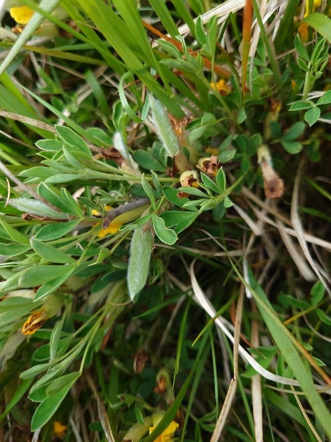Cytisus ratisbonensis fruit