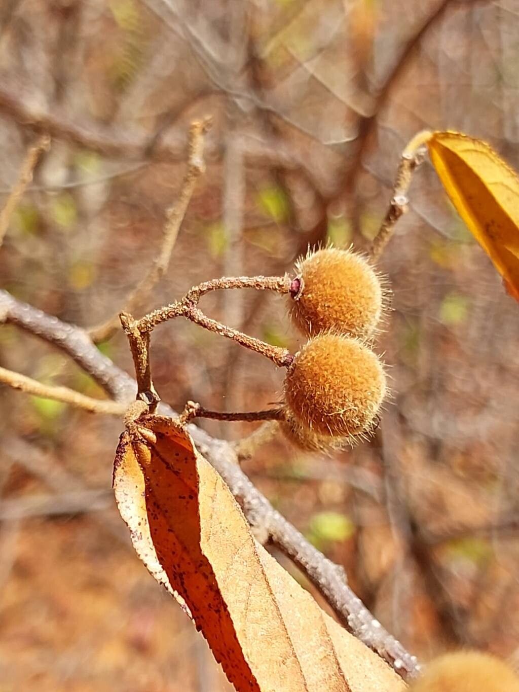 Grewia sambiranensis fruit
