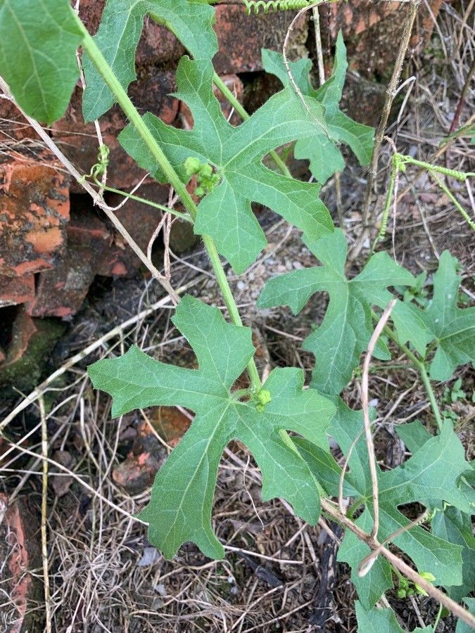 Marah macrocarpa flower