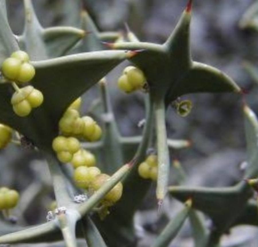 Colletia paradoxa fruit