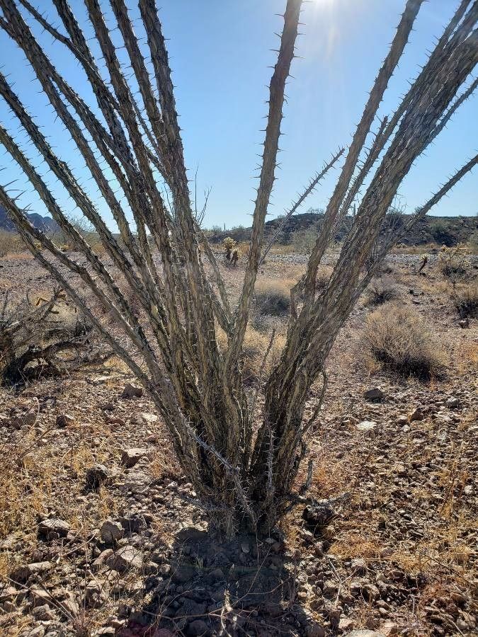 Fouquieria splendens fruit