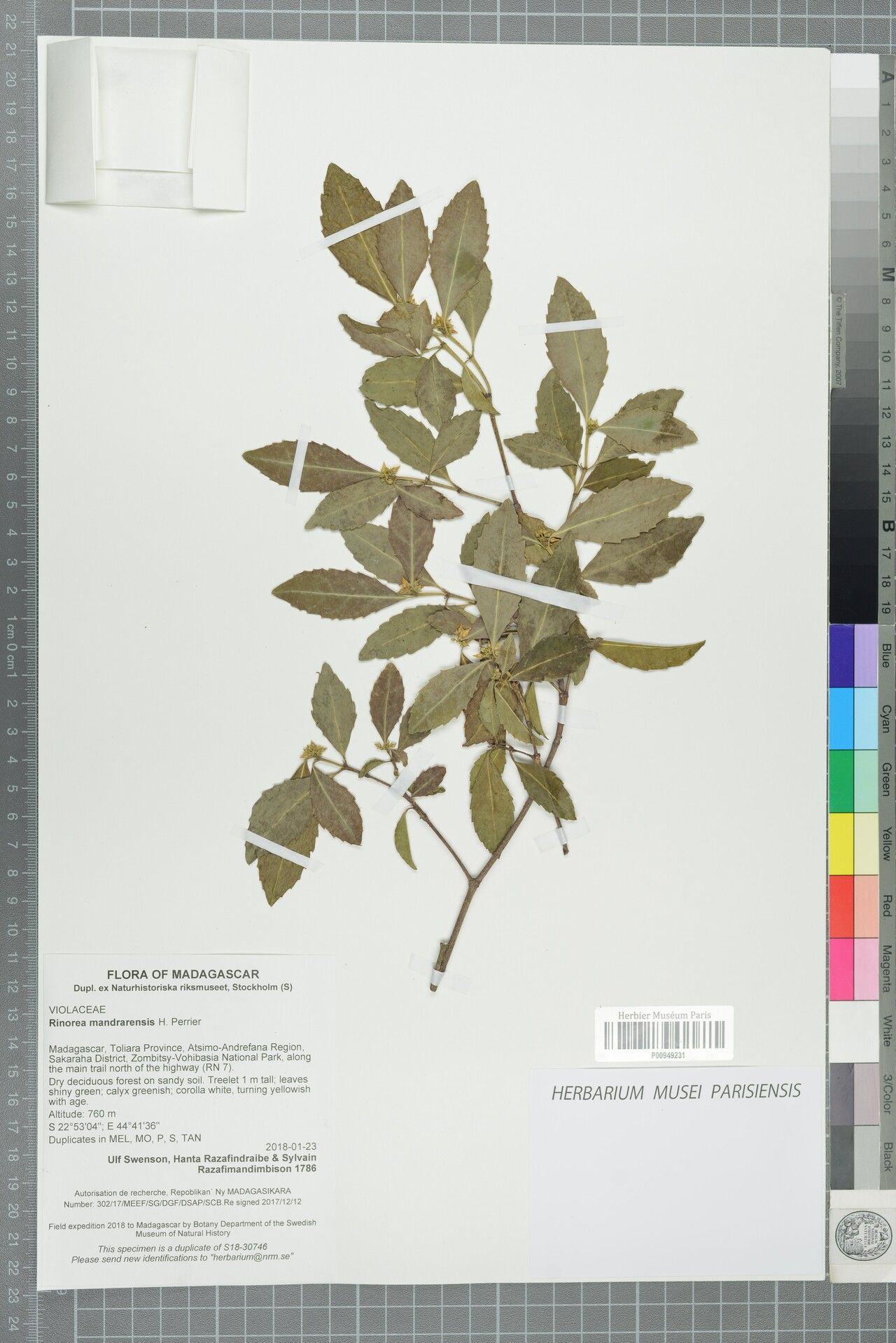 Rinorea mandrarensis — houseplant care guide