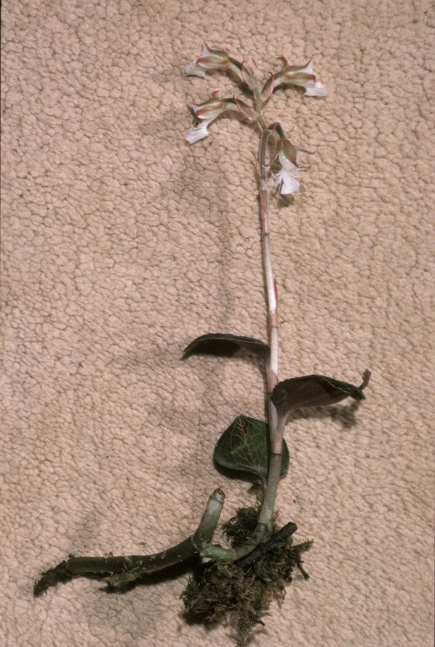 Anoectochilus geniculatus habit