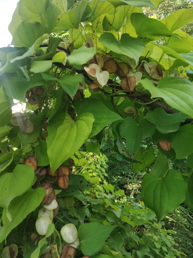 Dioscorea deltoidea flower