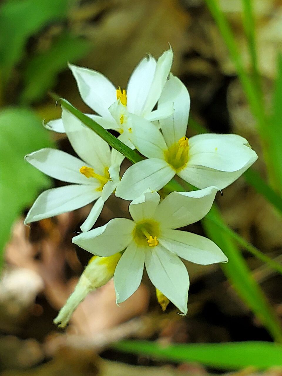 Sisyrinchium albidum flower