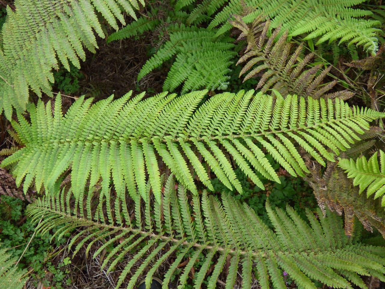 Polystichum ammifolium