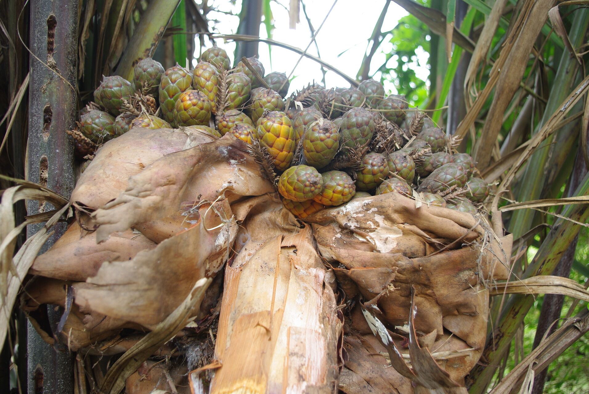 Raphia vinifera fruit