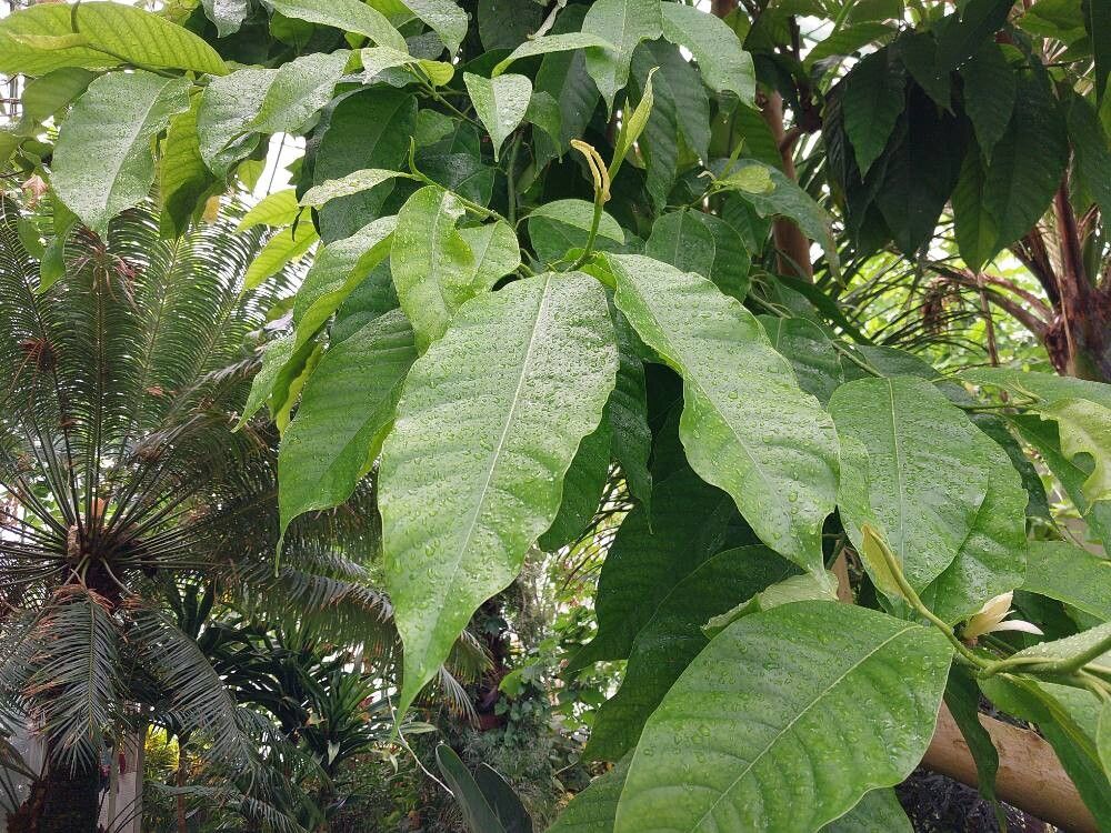 Magnolia × alba leaf