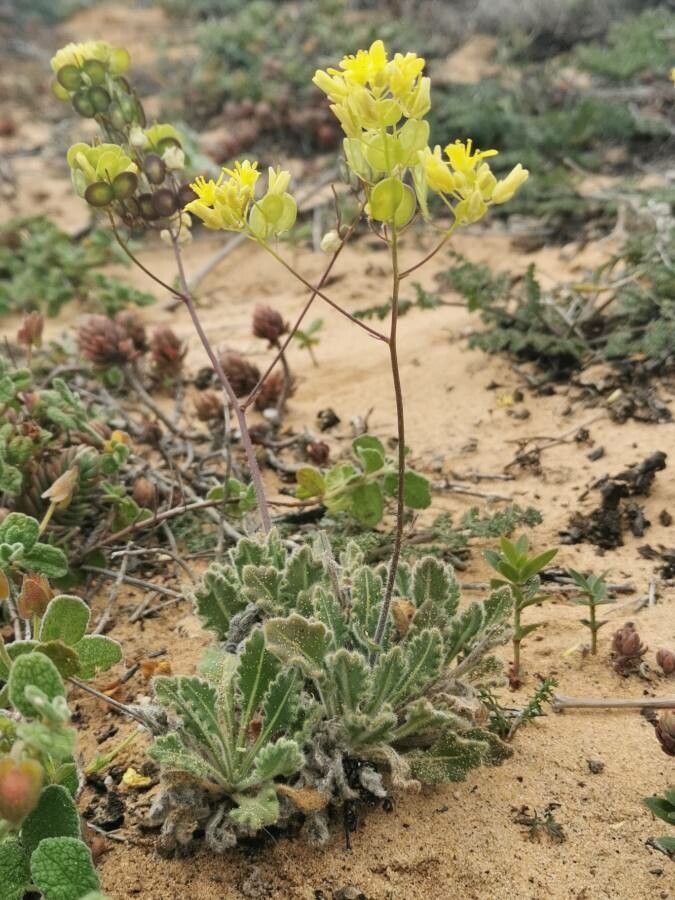 Biscutella sempervirens — houseplant care guide