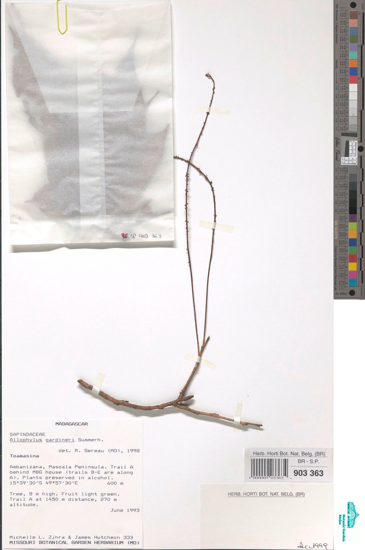 Allophylus sechellensis — houseplant care guide