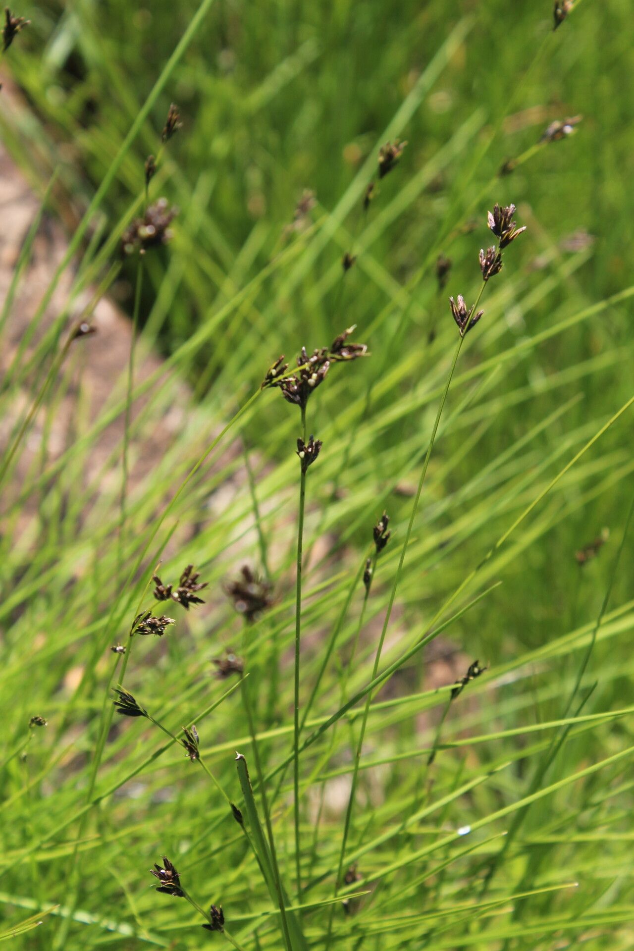 Scleria dregeana flower