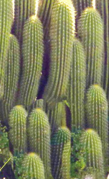 Leucostele tunariensis — houseplant care guide