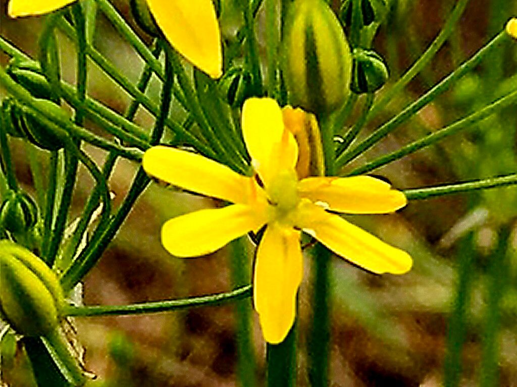 Bloomeria clevelandii — related species from the same genus