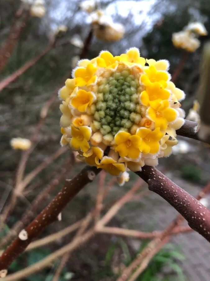 Edgeworthia chrysantha flower