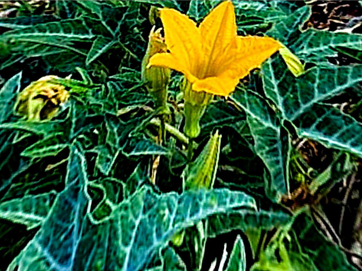 Cucurbita palmata flower